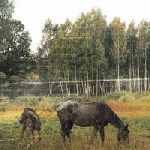 Pianos Become The Teeth - Old Pride