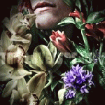 This Love Is Deadly - dto