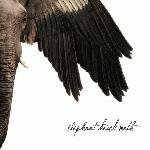 Elephant Hawk Moth - s/t