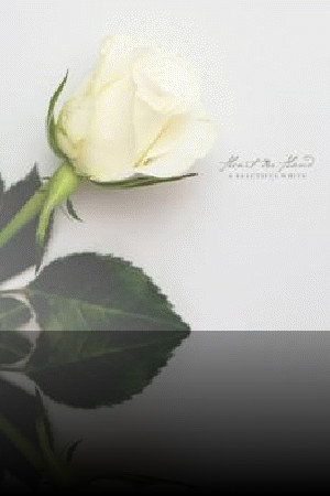 Heart In Hand - A Beautiful White